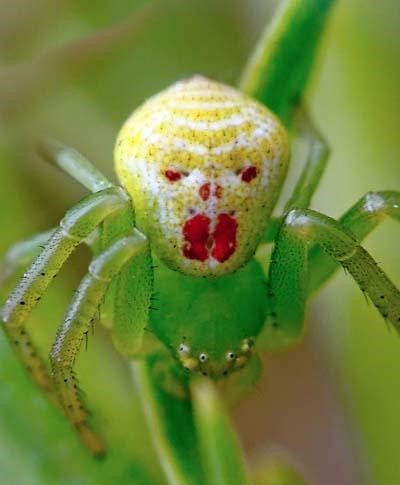20130213 우크라이나 게거미과 (Thomisidae) 거미.jpg 사람 얼굴 같은 모양의 ‘희귀 거미’ 포착